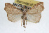  (Redectis - RBMIS-0332)  @15 [ ] CreativeCommons - Attribution (2009) Unspecified Centre for Biodiversity Genomics