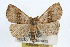  (Oxycilla malaca - RBMIS-0338)  @14 [ ] CreativeCommons - Attribution (2009) Unspecified Centre for Biodiversity Genomics