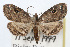  ( - RBMIS-0350)  @11 [ ] CreativeCommons - Attribution (2009) Unspecified Centre for Biodiversity Genomics