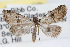  ( - RBMIS-0356)  @11 [ ] CreativeCommons - Attribution (2009) Unspecified Centre for Biodiversity Genomics