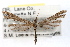  ( - RBMIS-0485)  @11 [ ] CreativeCommons - Attribution (2009) Unspecified Centre for Biodiversity Genomics