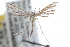  ( - RBMIS-0514)  @13 [ ] CreativeCommons - Attribution (2009) Unspecified Centre for Biodiversity Genomics