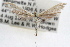  ( - RBMIS-0548)  @13 [ ] CreativeCommons - Attribution (2009) Unspecified Centre for Biodiversity Genomics