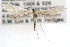  ( - RBMIS-0549)  @14 [ ] CreativeCommons - Attribution (2009) Unspecified Centre for Biodiversity Genomics