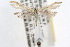 ( - RBMIS-0551)  @14 [ ] CreativeCommons - Attribution (2009) Unspecified Centre for Biodiversity Genomics
