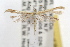  ( - RBMIS-0552)  @14 [ ] CreativeCommons - Attribution (2009) Unspecified Centre for Biodiversity Genomics