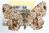  ( - RBMIS-0558)  @14 [ ] CreativeCommons - Attribution (2009) Unspecified Centre for Biodiversity Genomics