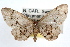  ( - RBMIS-0561)  @14 [ ] CreativeCommons - Attribution (2009) Unspecified Centre for Biodiversity Genomics