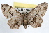  ( - RBMIS-0562)  @14 [ ] CreativeCommons - Attribution (2009) Unspecified Centre for Biodiversity Genomics
