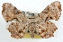  (Philagraula - RBMIS-0564)  @15 [ ] CreativeCommons - Attribution (2009) Unspecified Centre for Biodiversity Genomics