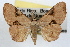  ( - RBMIS-0568)  @15 [ ] CreativeCommons - Attribution (2009) Unspecified Centre for Biodiversity Genomics