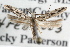  (Sinoe sp1 - RBMIS-0612)  @11 [ ] CreativeCommons - Attribution (2009) Unspecified Centre for Biodiversity Genomics