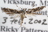  (Sinoe sp2 - RBMIS-0613)  @13 [ ] CreativeCommons - Attribution (2009) Unspecified Centre for Biodiversity Genomics