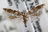  ( - RBMIS-0616)  @11 [ ] CreativeCommons - Attribution (2009) Unspecified Centre for Biodiversity Genomics