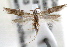  ( - RBMIS-0617)  @11 [ ] CreativeCommons - Attribution (2009) Unspecified Centre for Biodiversity Genomics