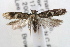  ( - RBMIS-0624)  @13 [ ] CreativeCommons - Attribution (2009) Unspecified Centre for Biodiversity Genomics