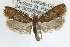  ( - RBMIS-0645)  @14 [ ] CreativeCommons - Attribution (2009) Unspecified Centre for Biodiversity Genomics