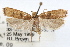  (Glyphidocera democratica - RBMIS-0658)  @15 [ ] CreativeCommons - Attribution (2009) Unspecified Centre for Biodiversity Genomics