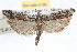  (Interjectio columbiella - RBMIS-0742)  @15 [ ] CreativeCommons - Attribution (2009) Unspecified Centre for Biodiversity Genomics