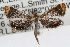  (Chrysendeton nigrescens - RBMIS-0752)  @13 [ ] CreativeCommons - Attribution (2009) Unspecified Centre for Biodiversity Genomics