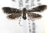  ( - RBMIS-0775)  @13 [ ] CreativeCommons - Attribution (2009) Unspecified Centre for Biodiversity Genomics