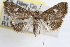  ( - RBMIS-0852)  @14 [ ] CreativeCommons - Attribution (2009) Unspecified Centre for Biodiversity Genomics