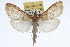  ( - RBMIS-0930)  @14 [ ] CreativeCommons - Attribution (2009) Unspecified Centre for Biodiversity Genomics