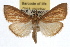  ( - RBMIS-0934)  @14 [ ] CreativeCommons - Attribution (2009) Unspecified Centre for Biodiversity Genomics