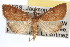  ( - RBMIS-0936)  @13 [ ] CreativeCommons - Attribution (2009) Unspecified Centre for Biodiversity Genomics