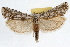  (Pelochrista snyderana - RBMIS-0953)  @15 [ ] CreativeCommons - Attribution (2009) Unspecified Centre for Biodiversity Genomics