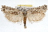  ( - RBMIS-0954)  @15 [ ] CreativeCommons - Attribution (2009) Unspecified Centre for Biodiversity Genomics