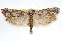  ( - RBMIS-0955)  @11 [ ] CreativeCommons - Attribution (2009) Unspecified Centre for Biodiversity Genomics