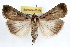  ( - RBMIS-1107)  @11 [ ] CreativeCommons - Attribution (2009) Unspecified Centre for Biodiversity Genomics