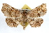  ( - RBMIS-1130)  @15 [ ] CreativeCommons - Attribution (2009) Unspecified Centre for Biodiversity Genomics