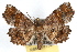  ( - RBMIS-1132)  @15 [ ] CreativeCommons - Attribution (2009) Unspecified Centre for Biodiversity Genomics