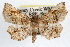  ( - RBMIS-1133)  @14 [ ] CreativeCommons - Attribution (2009) Unspecified Centre for Biodiversity Genomics
