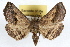  (Ledaea - RBMIS-1135)  @15 [ ] CreativeCommons - Attribution (2009) Unspecified Centre for Biodiversity Genomics