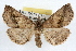  (Ledaea perditalis - RBMIS-1137)  @15 [ ] CreativeCommons - Attribution (2009) Unspecified Centre for Biodiversity Genomics