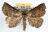  ( - RBMIS-1140)  @14 [ ] CreativeCommons - Attribution (2009) Unspecified Centre for Biodiversity Genomics