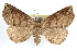  ( - RBMIS-1141)  @14 [ ] CreativeCommons - Attribution (2010) Unspecified Centre for Biodiversity Genomics