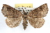  ( - RBMIS-1142)  @13 [ ] CreativeCommons - Attribution (2010) Unspecified Centre for Biodiversity Genomics