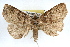  ( - RBMIS-1143)  @13 [ ] CreativeCommons - Attribution (2010) Unspecified Centre for Biodiversity Genomics