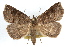  ( - RBMIS-1144)  @14 [ ] CreativeCommons - Attribution (2010) Unspecified Centre for Biodiversity Genomics