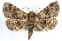  (Metalectra discalis - RBMIS-1148)  @15 [ ] CreativeCommons - Attribution (2010) Unspecified Centre for Biodiversity Genomics