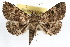  ( - RBMIS-1149)  @14 [ ] CreativeCommons - Attribution (2010) Unspecified Centre for Biodiversity Genomics