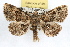  ( - RBMIS-1151)  @15 [ ] CreativeCommons - Attribution (2010) Unspecified Centre for Biodiversity Genomics