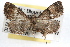  ( - RBMIS-1156)  @13 [ ] CreativeCommons - Attribution (2010) Unspecified Centre for Biodiversity Genomics