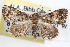  ( - RBMIS-1160)  @14 [ ] CreativeCommons - Attribution (2010) Unspecified Centre for Biodiversity Genomics