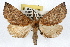  ( - RBMIS-1179)  @14 [ ] CreativeCommons - Attribution (2010) Unspecified Centre for Biodiversity Genomics