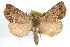  ( - RBMIS-1184)  @14 [ ] CreativeCommons - Attribution (2010) Unspecified Centre for Biodiversity Genomics